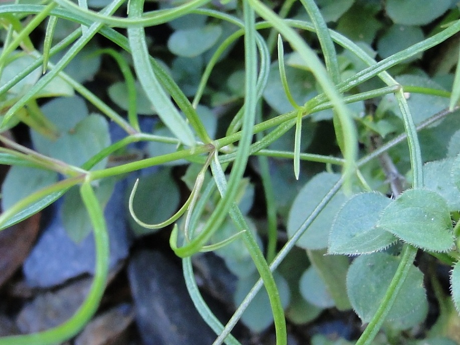 Moehringia muscosa / Erba paglina